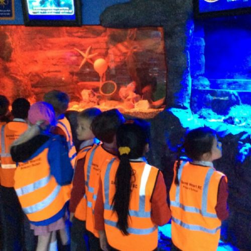 Yr3/4 Sealife Centre Trip